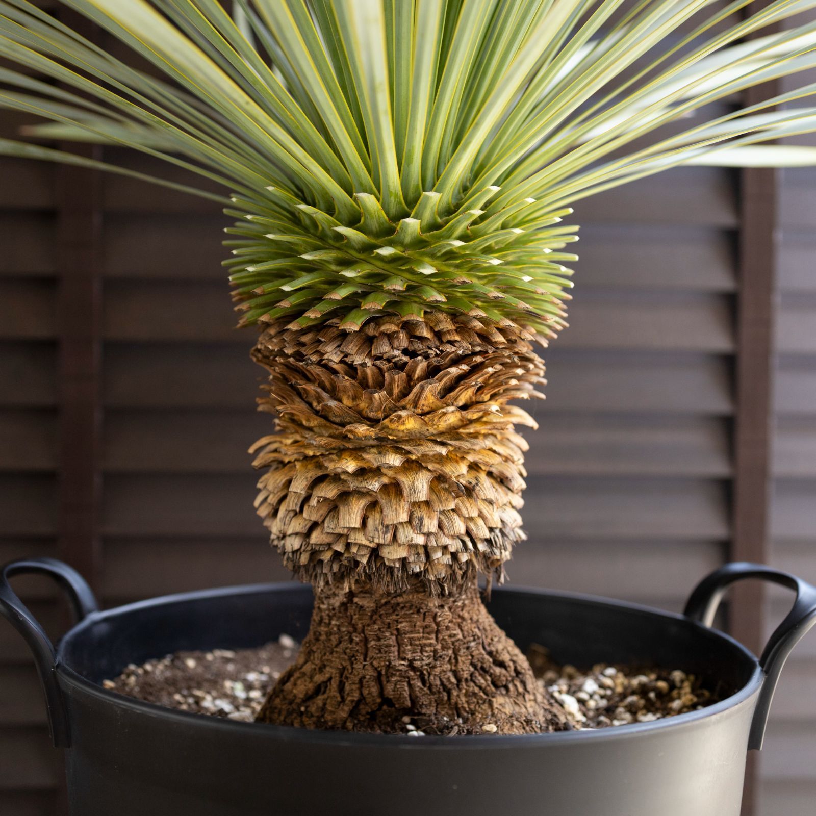 専用出品④ ユッカロストラータ40+α AL891】ユッカ ロストラータ 観葉植物