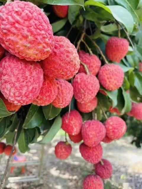 約4kg‼️15日前後の入荷予定‼️クール便‼️仙進奉荔枝 ライチ