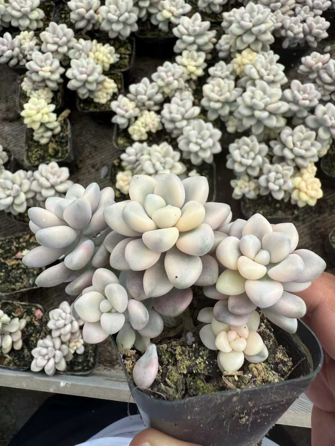 春の(ω)ノはろぉセール《多肉植物 I 》 エケベリア カット苗 抜き苗