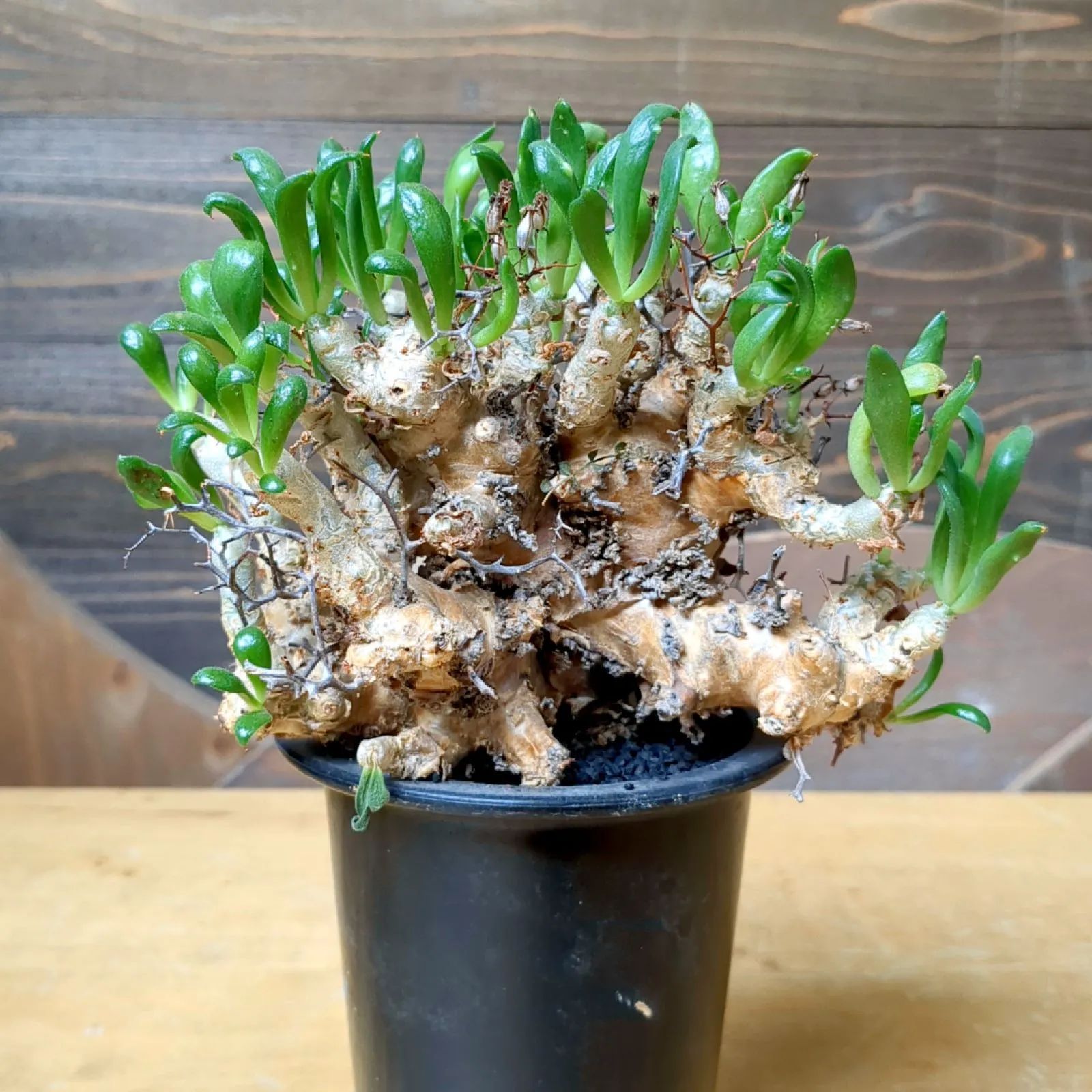 チレコドン 万物想 【 現品 】発根済み 鉢のまま発送 - メルカリ