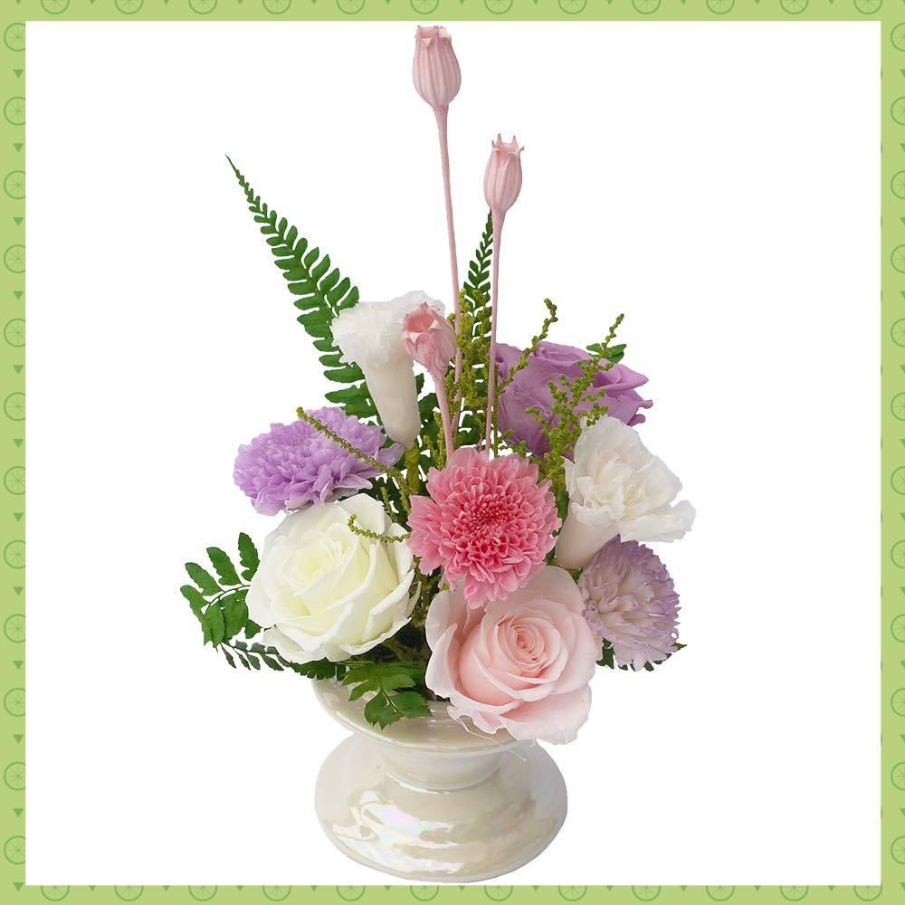 宿根草 ハイドランジア 紫陽花 クレイジーデンシア 花苗 メーカー