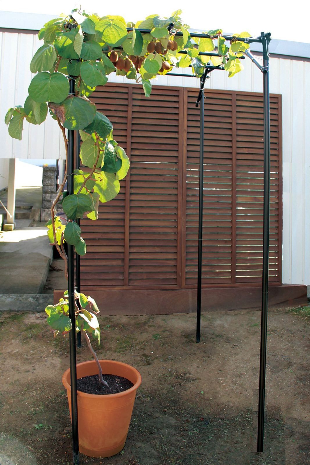 数量 園芸 キウイ棚 アーチ 棚 ガーデニング 園芸棚 ガーデン 葡萄棚 ぶどう 藤棚 高さ180cm 奥行120cm 葡萄架 幅90cm セット 果物棚 ぶどう棚 パーゴラ daim