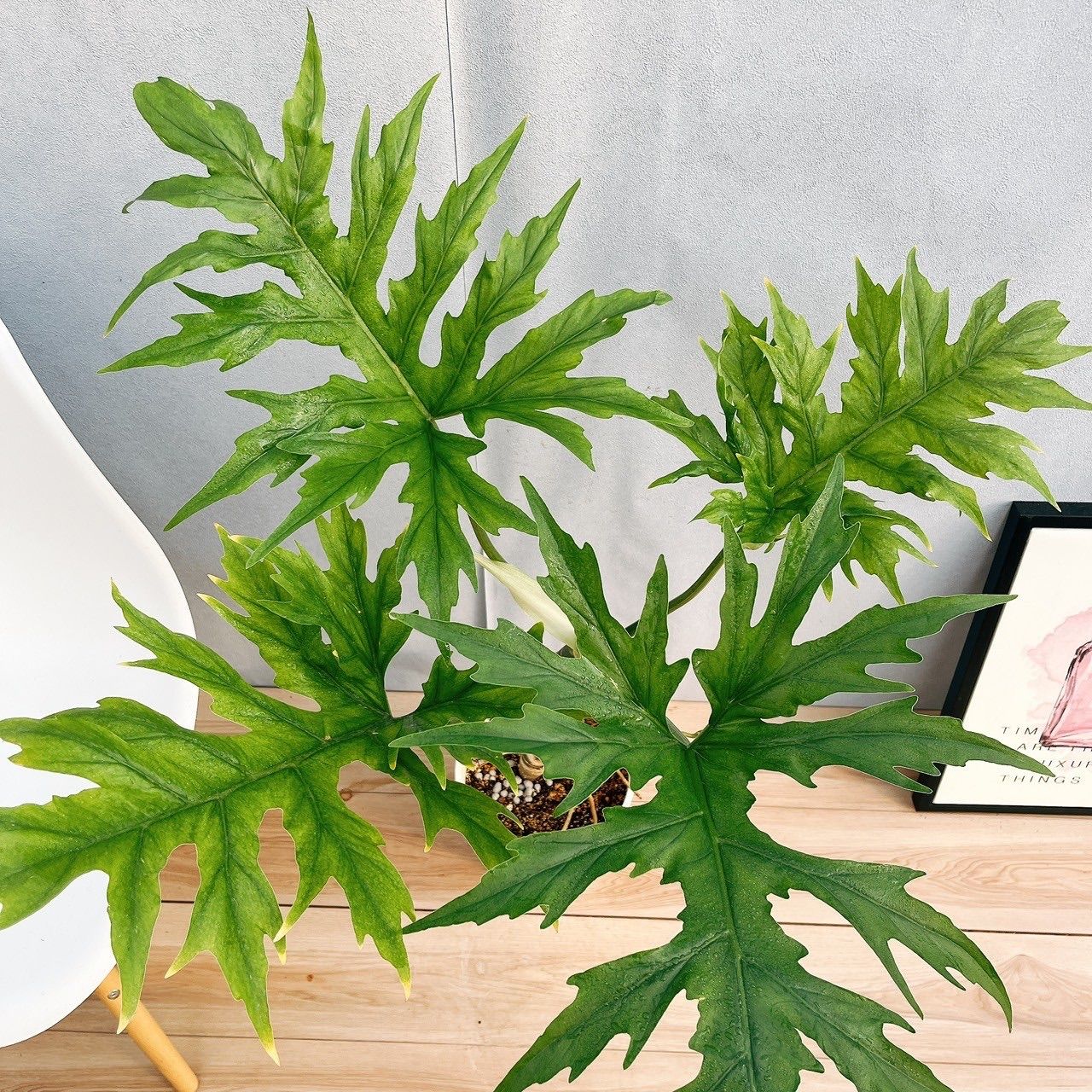 在庫］【希少】☆珍しい☆ フィロデンドロン ワルセウィッチー 8号