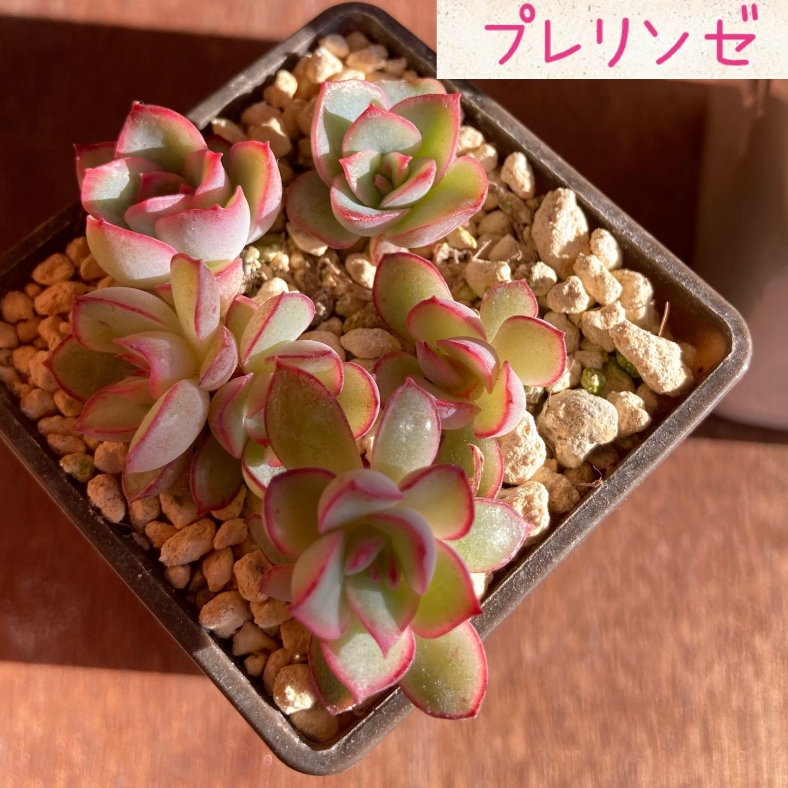 ご予約品 多肉植物 エケベリア プレリンゼ 抜き苗 abamedyc.com