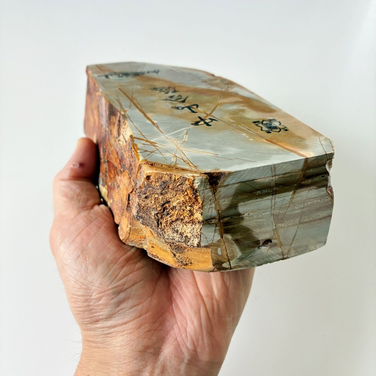 久々に出てきた