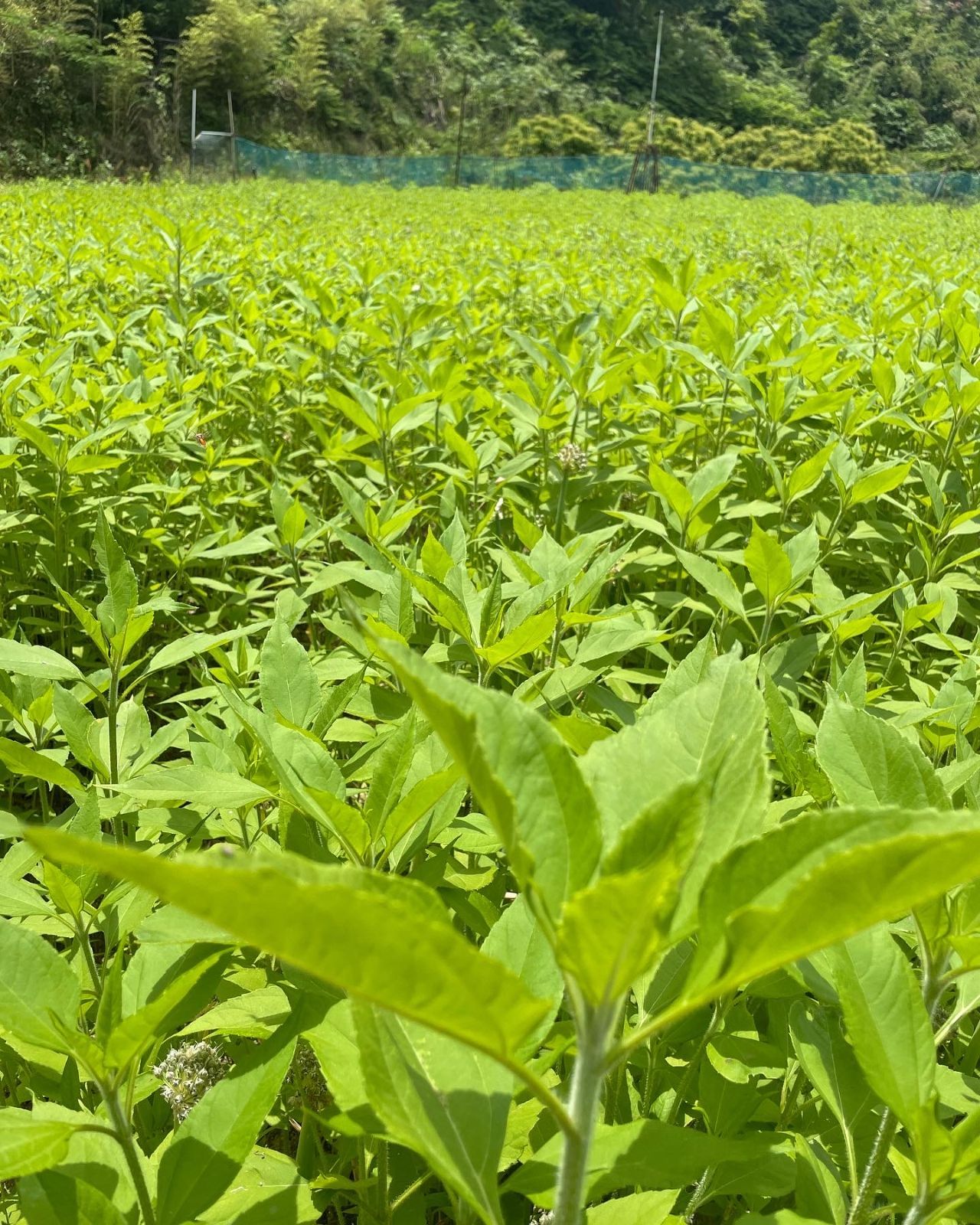 菊芋葉茶 天日干し 野草茶 30ｇ - メルカリ