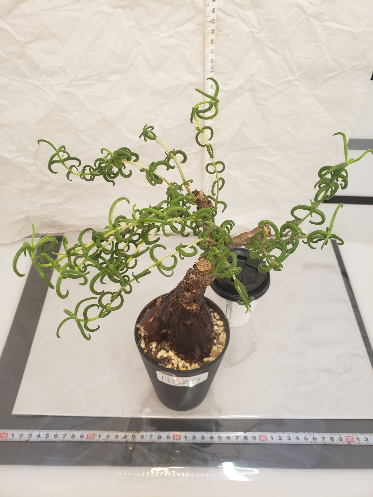 オ6515 塊根植物 メストクレマ 大 抜き苗 11/27最新到着 美株 多肉植物 Mestoklema(観葉植物)｜売買されたオークション情報、yahooの商品情報をアーカイブ公開  - オークファン 花、園芸