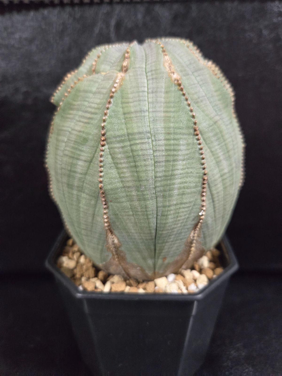 ユーフォルビア オベサ 特大 特大 ユーフォルビア 超オールド オベサ