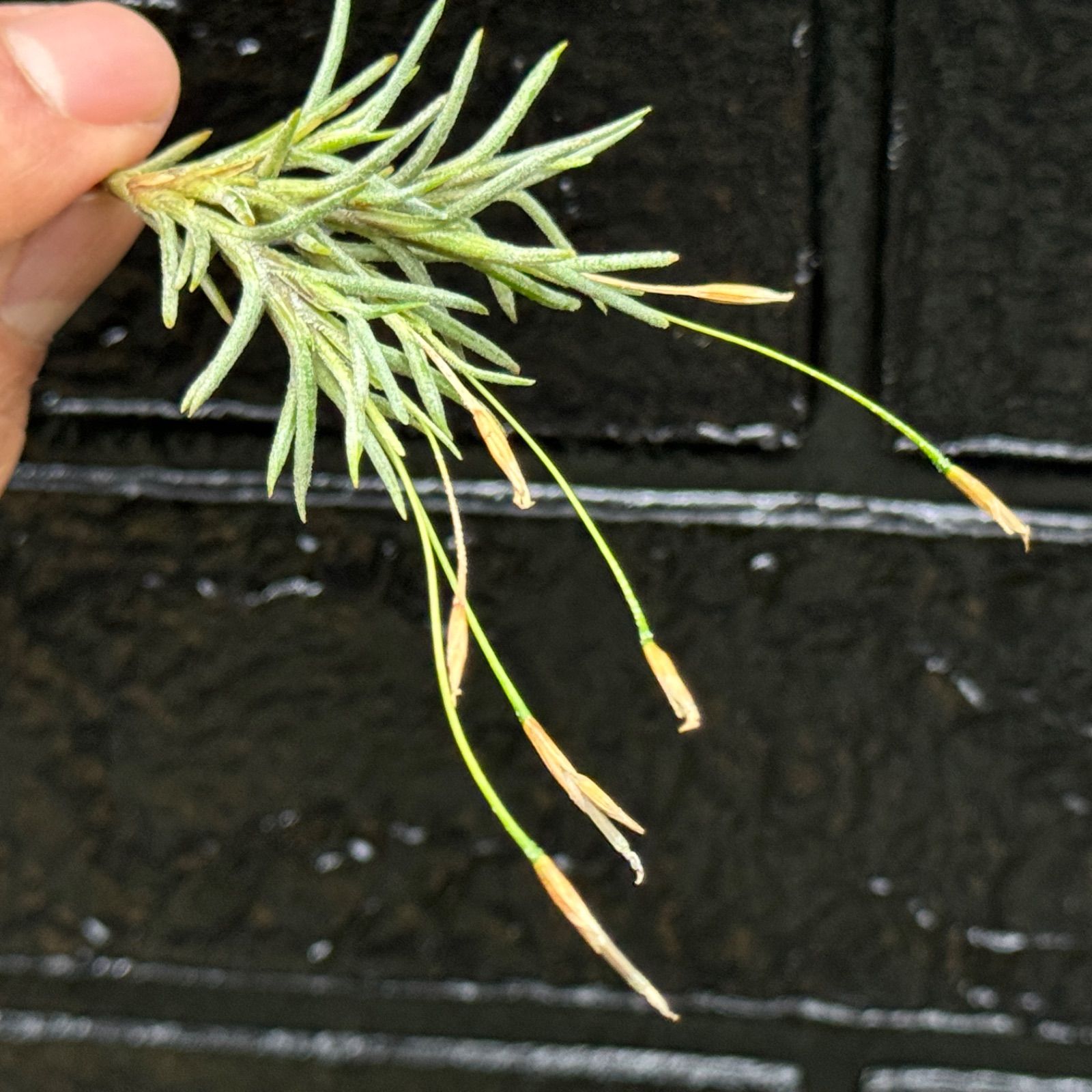 芳香花品種＊ チランジア カピラリス Tillandsia capillaris＊エア