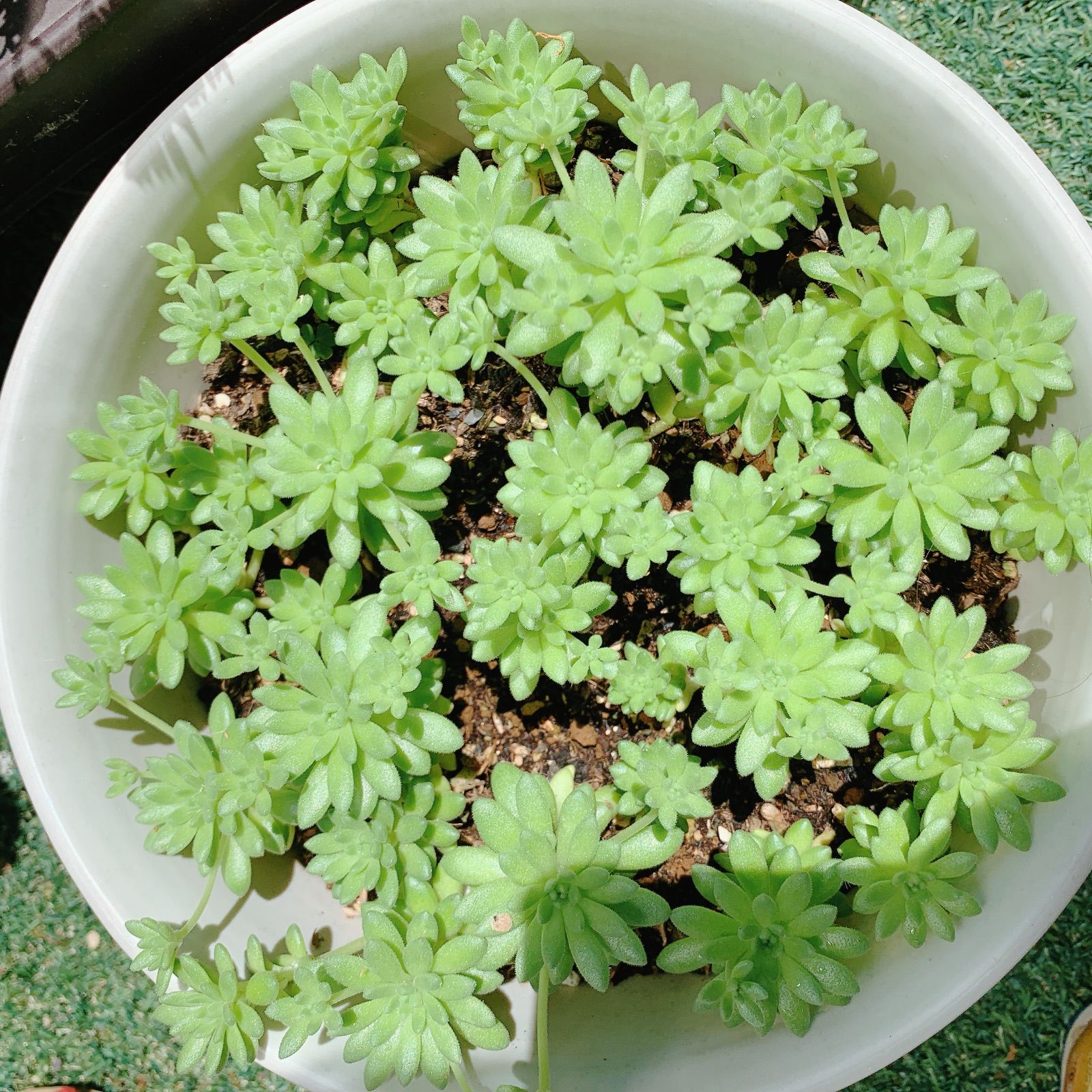 多肉植物 抜き苗 セダム ウインクレリー - 観葉植物