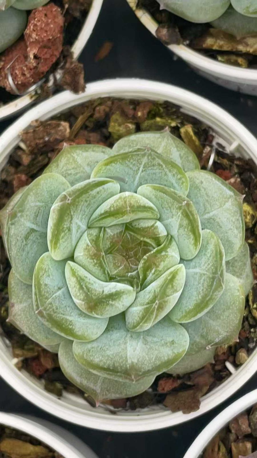 購入 【50株の抜き苗セット】グリーンアイス 多肉植物 佐川急便発送