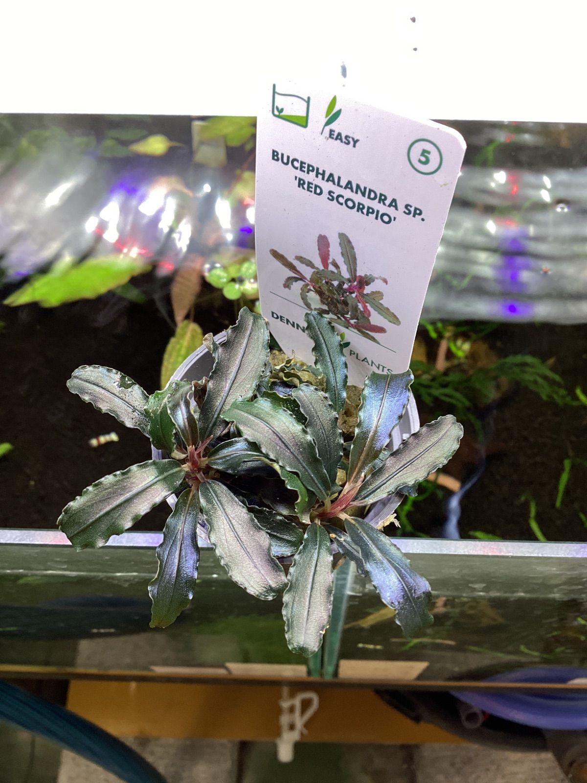 ブセファランドラsp.レッドスコーピオ デナリー Bucephalandra sp. RED SCOPIO