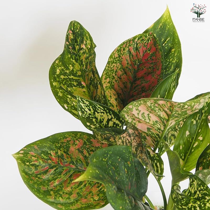 アグラオネマ ビーナス