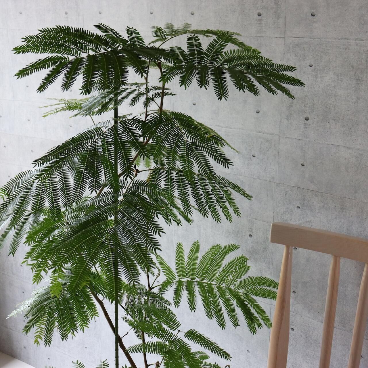 エバーフレッシュ 大型 極太幹 曲がり樹形 観葉植物 カッシーナ
