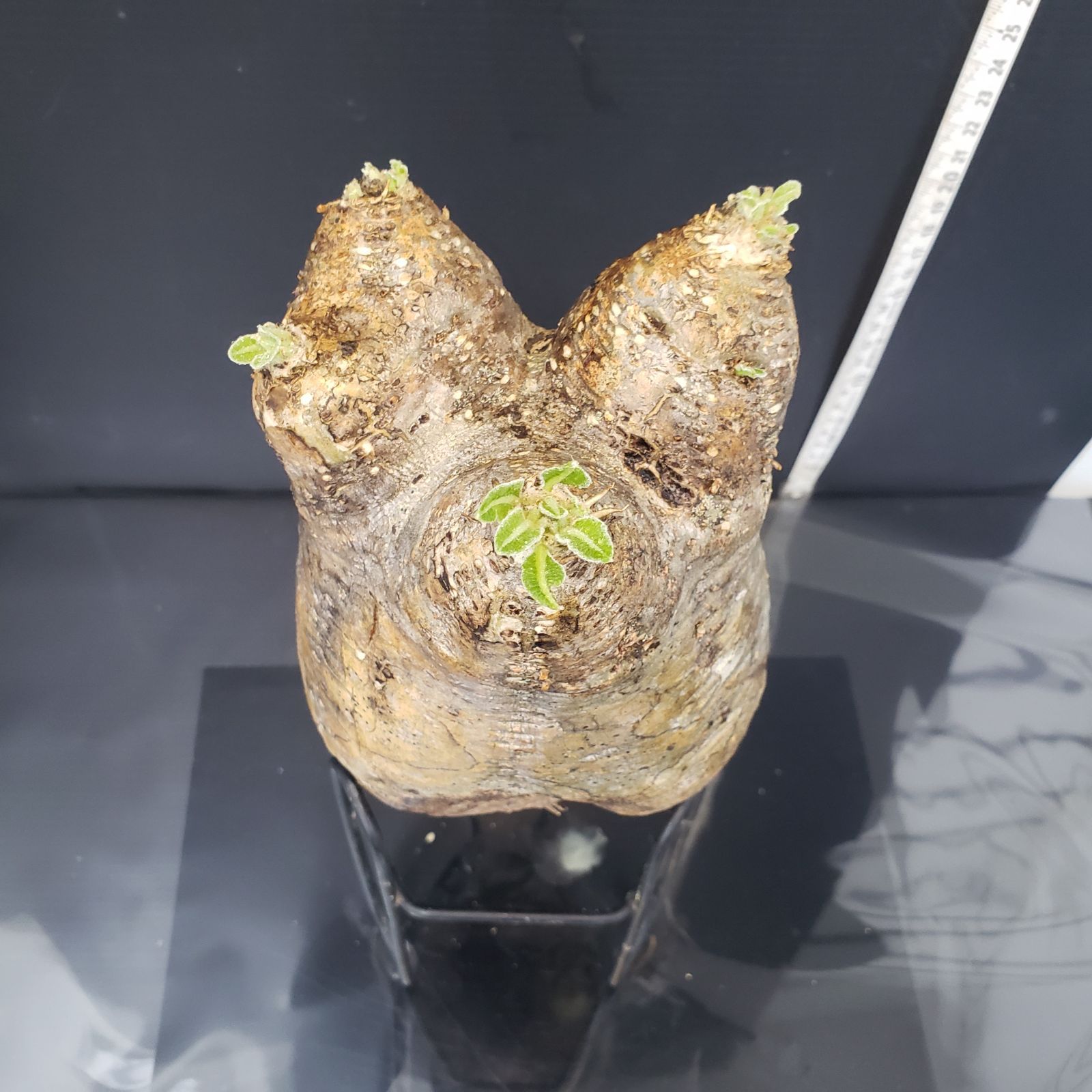 塊根植物 エブレネウム現地球 pachypodium eburneum《L size》※現地球株発根済※エブレらしい樹