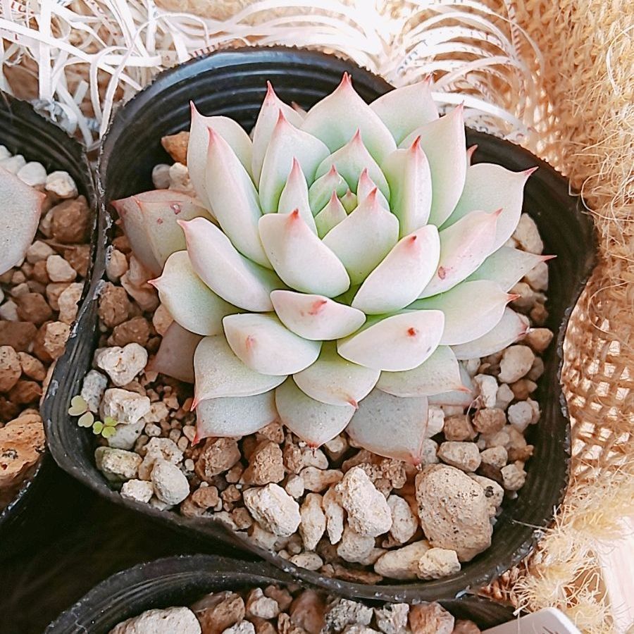 鉢·土付き]［メルカリらくらく便］ 🌵多肉植物 6種セット （バラ売り