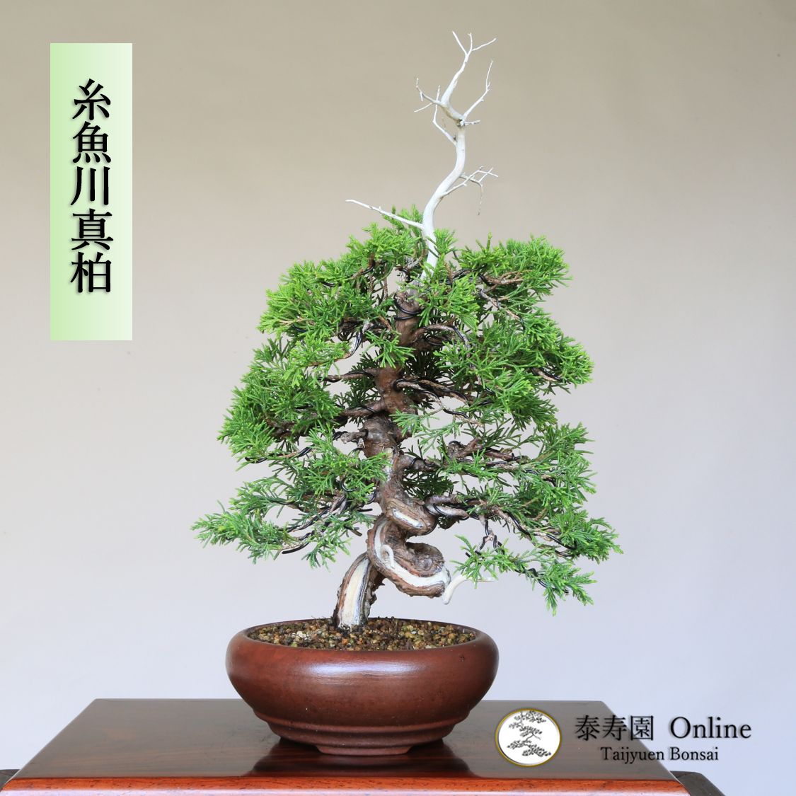 卍 糸魚川真柏 捻転幹 ジン シャリ 小品盆栽 泰寿園 Online 現品 真柏 松柏 松 室内 鑑賞 趣味 卓上盆栽 盆栽鉢 グリーン 和 ギフト プレゼント 贈答品 誕生日 母の日 父の日 敬老の日 記念日 お祝い 優良葉性 インテリア