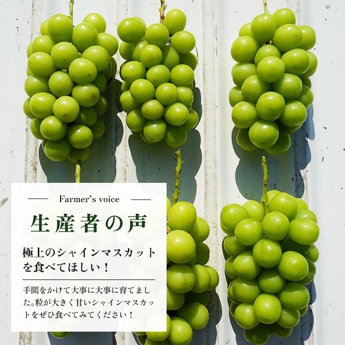 シャインマスカット 種なしぶどう 粒1kg 【キュートな粒つぶ1kgパック】 山梨県 笛吹市 訳あり フルーツ 果物 楽天 人気 ランキング コスパ 粒が大きい  甘い 美味しい 数量限定 「販売」nouto - メルカリ