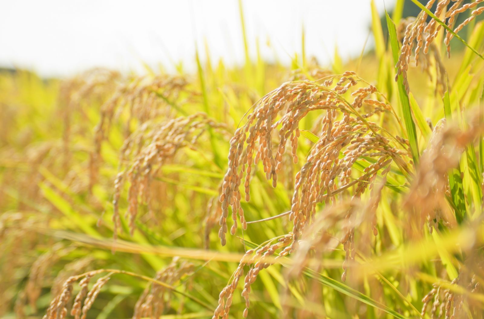 人気 1日5点 販売!! 新米 北海道 富良野産 ゆめぴりか 10kg ちにたふぁーむで作ったお米 激安大特集！