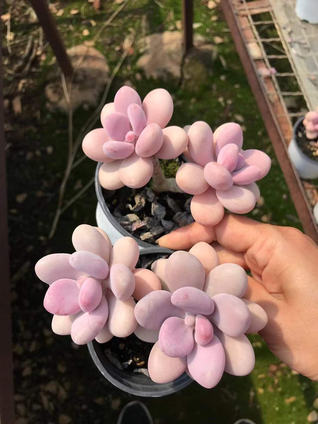 多肉植物 アエオニウム