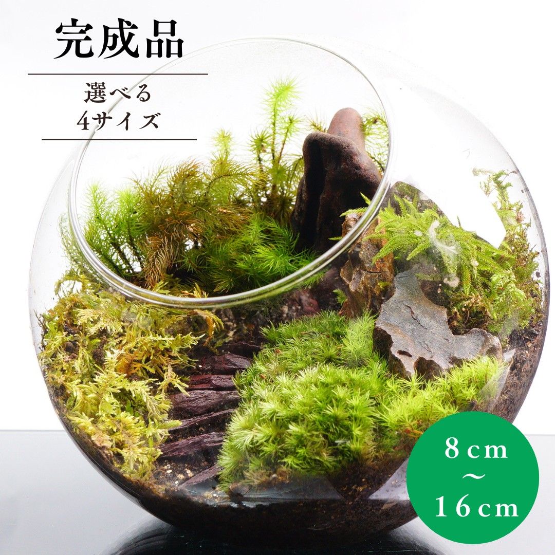 完成品 16cm ボトルテラリウム 苔テラリウム 階段の向こうに ガラス 新築祝い 開店祝い ギフト テラリウム プレゼント 木化石 観葉植物 新生活 入学祝い 会 送別会 おしゃれ 贈り物 インテリア グリーン