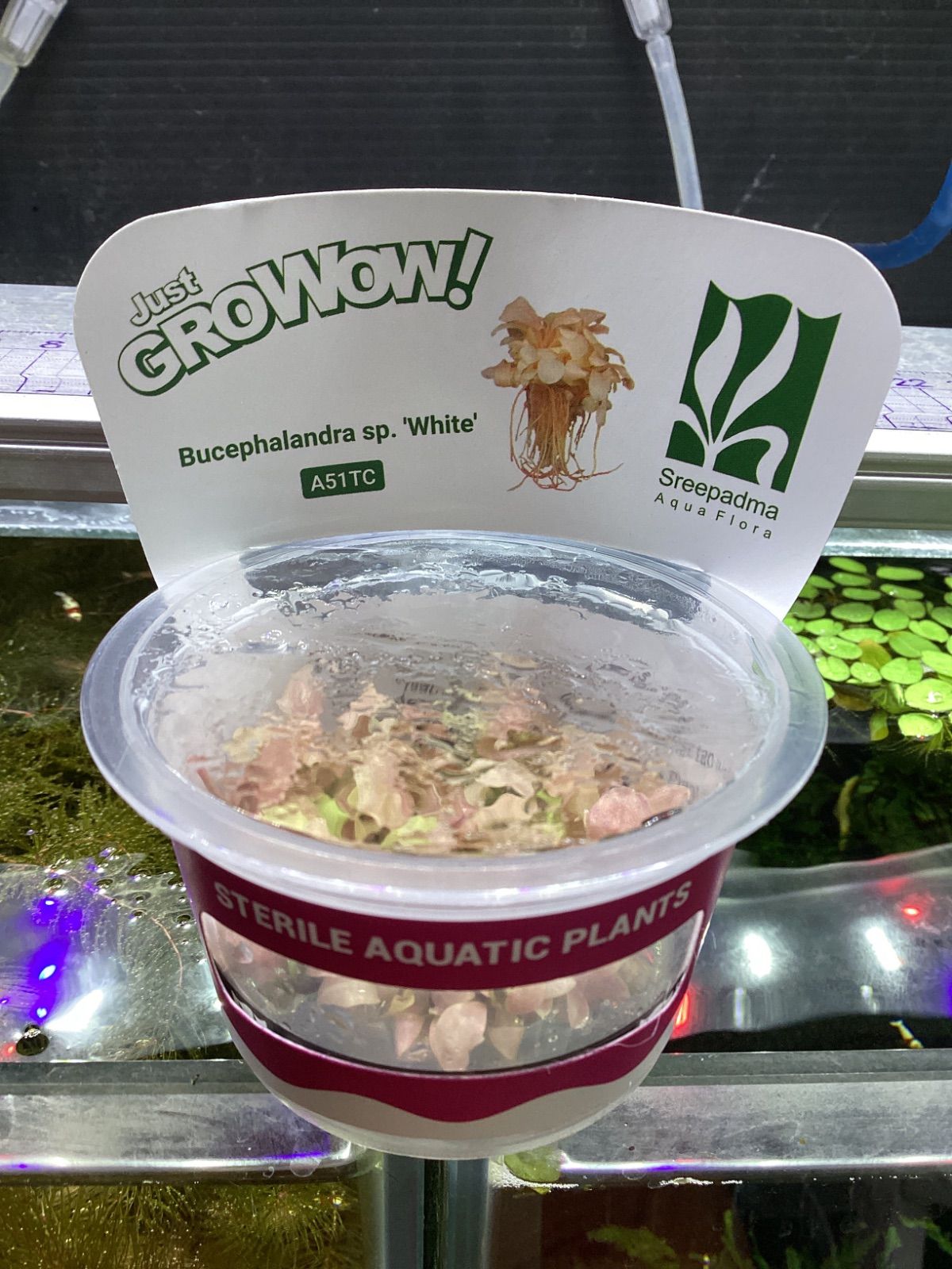 ブセファランドラsp.''White'' 組織培養 - メルカリ