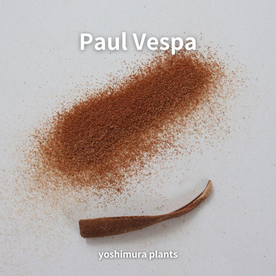 P.Paul vespa 親株（子株3つ➕PUP付き） P.Paul Vespa(OC)子株 ビカクシダ ポールベスパ - メルカリ