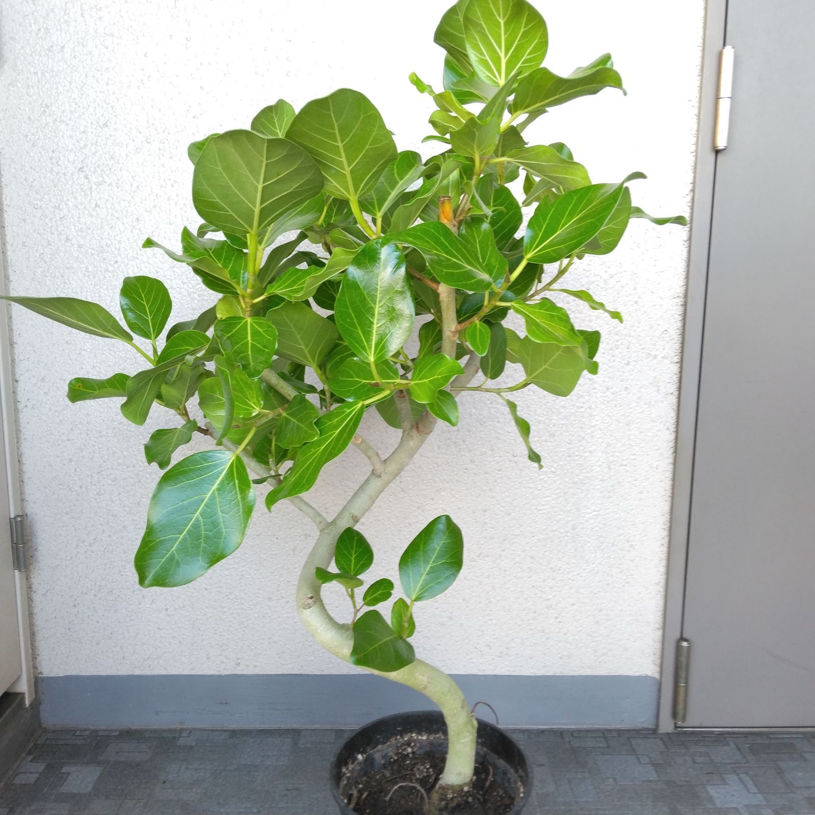 ①エバーフレッシュ曲がり❗️大型観葉植物！高さ150❗樹形綺麗