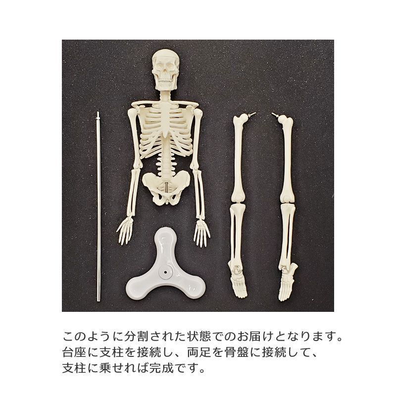全身骸骨 全身骨格 1/4モデル 45cn 可動式 人体模型 頭がい骨