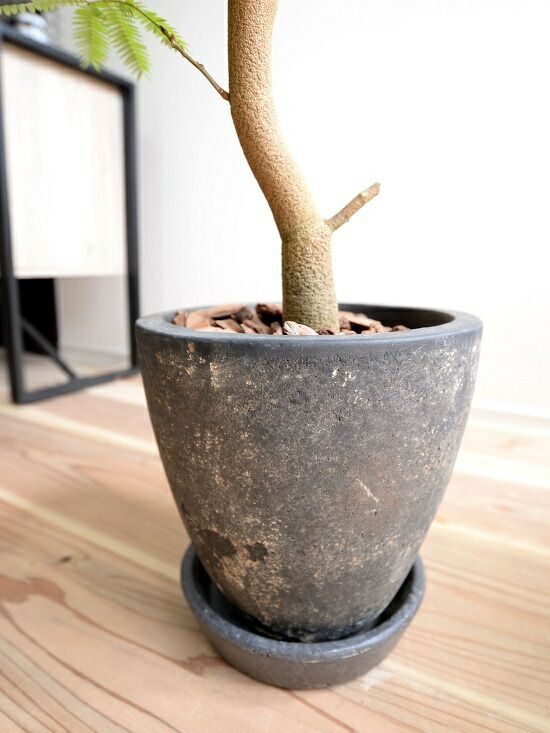 大型 観葉植物