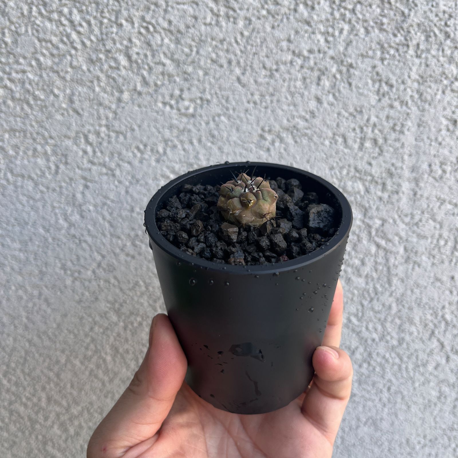 コピアポア シネ 黒王丸 |Copiapoa cinerea 発根株 実生株 16