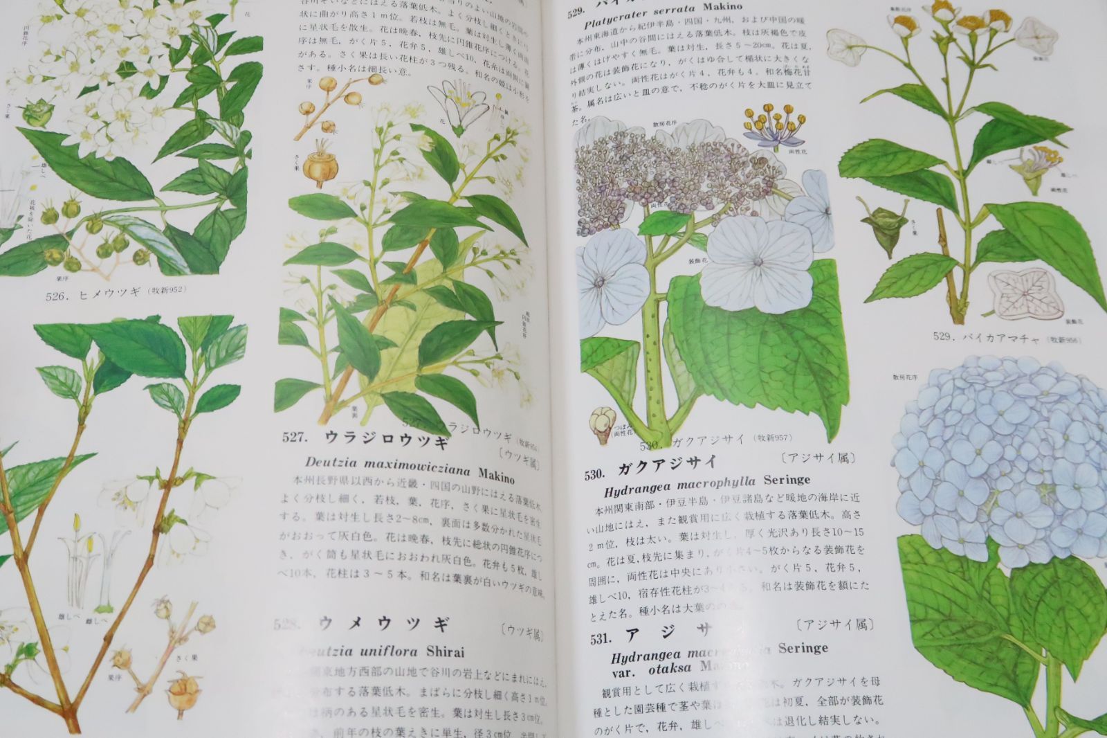 原色牧野植物大図鑑・2冊/牧野富太郎/日本の植物の原色図と