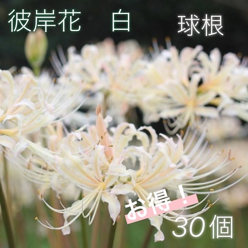 彼岸花白の球根 薄ピンク色が可愛い白色♡超お得な30個セット！【即