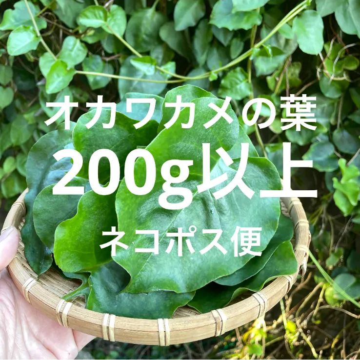 オカワカメ(雲南百薬) 球根200g 以上無農薬 ネコポス 植え付け ① - 野菜