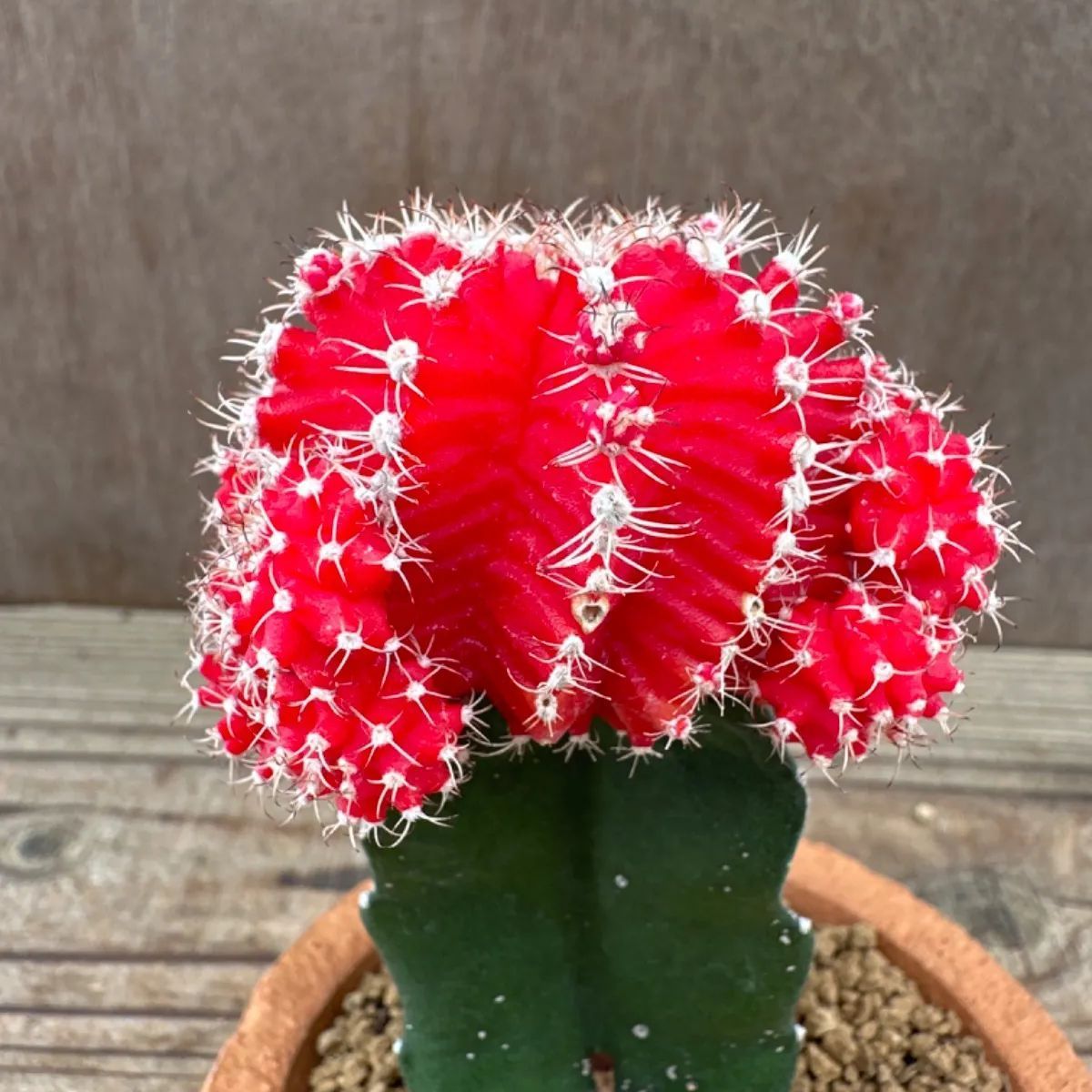 【赤花種・希少種】多肉植物 団扇サボテン　opuntia aciculata 赤花種・超希少種】多肉植物 団扇サボテン opuntia aciculata