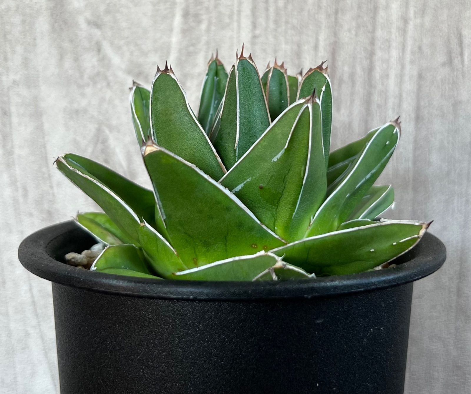 Agave/アガベ 笹の雪 桃太郎 中型極上株 発根済 送料込み - メルカリ