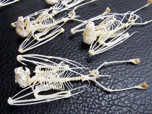 羽を閉じた デマレルーセットオオコウモリの骨格標本 - メルカリ