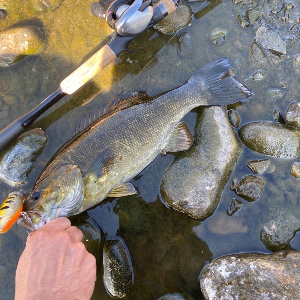 2色セット】プロッパー トップウォーター 35g 130㎜ ペンシル