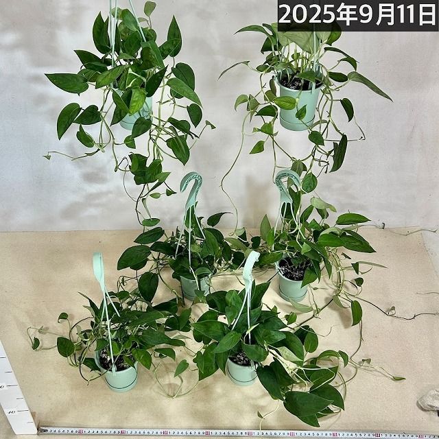 その他観葉植物 / モンステラ モンステラ2224 スキンダプサス、、？ 葉の表面がビロード