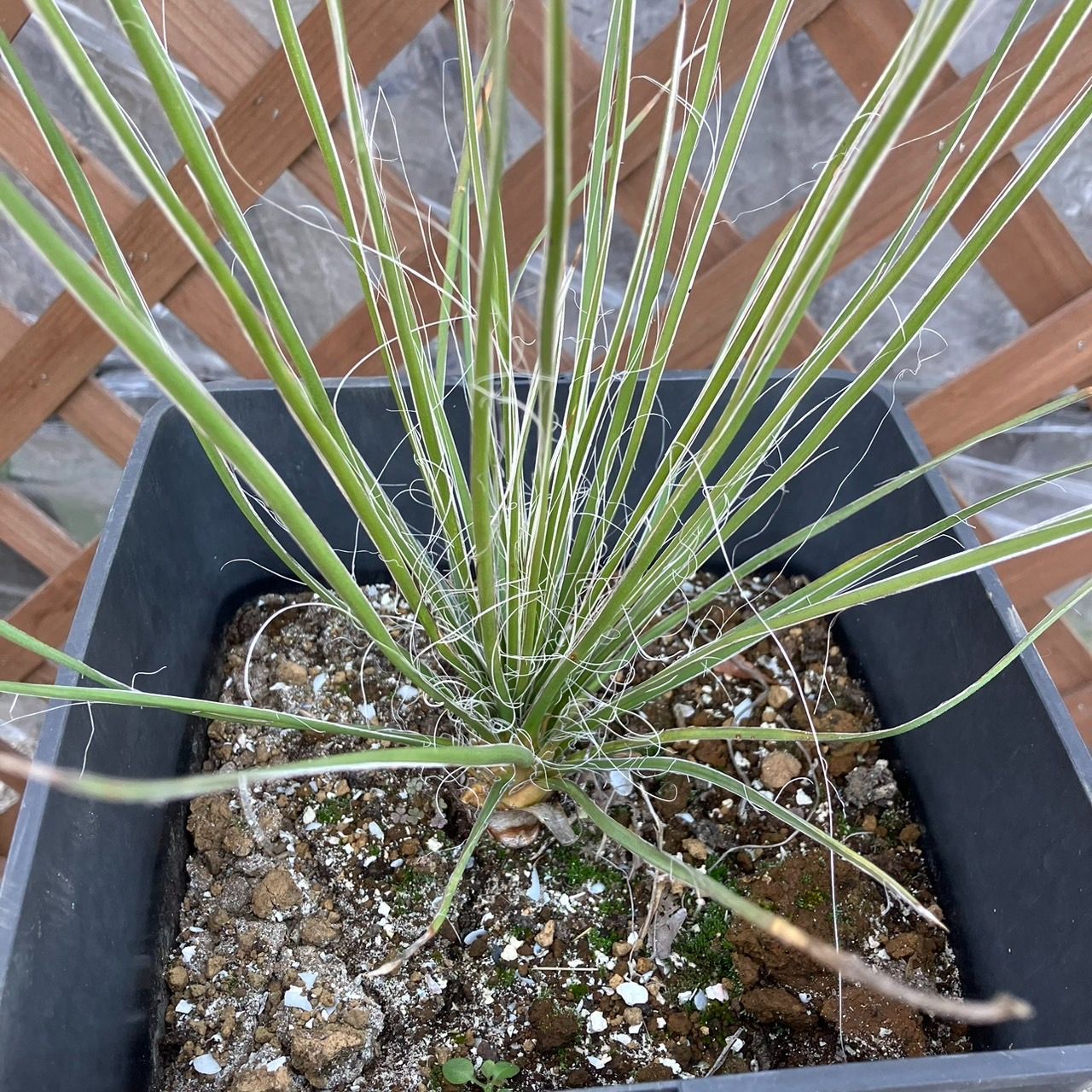 抜き苗】ユッカ エラータ Yucca elata 2024年1月9日撮影 - メルカリ