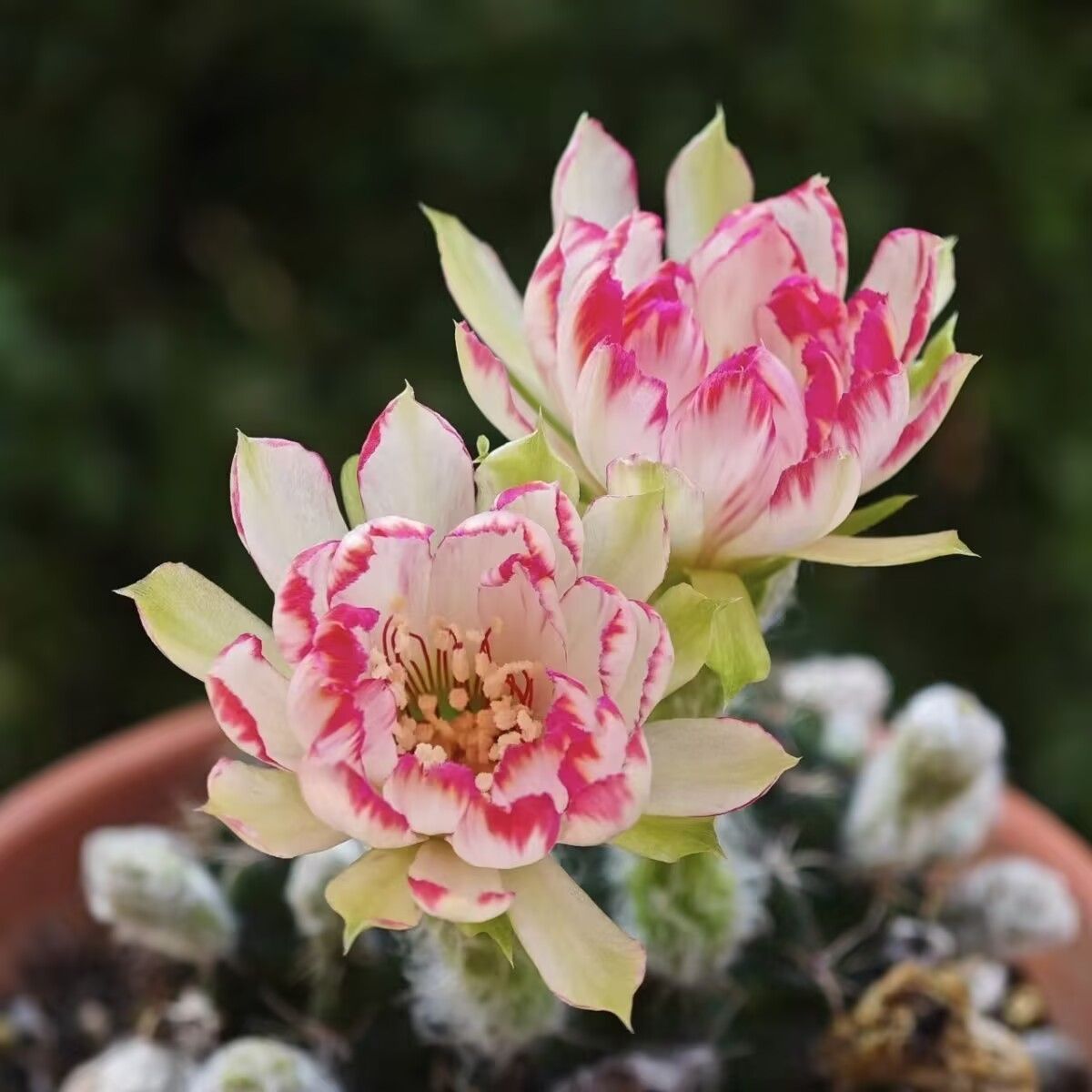 花サボテン【ロビビア】カキコ_シルバーロータス_985 - メルカリ