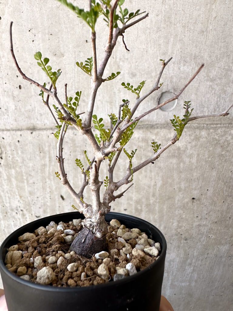 オペルクリカリア パキプス 根差し / Operculicarya pachypus 2