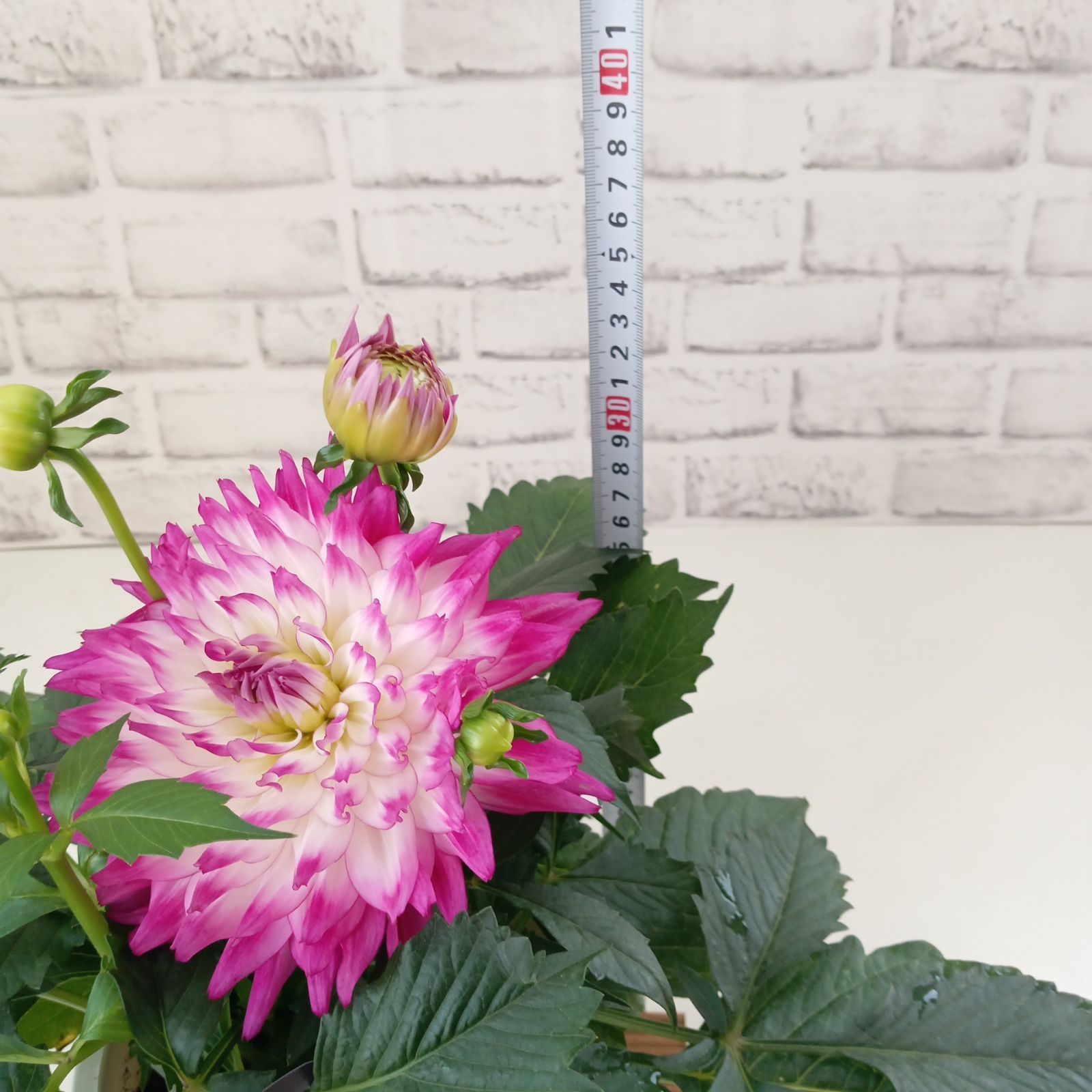 鉢花 観葉植物 ダリア ラベラマジョーレ 5号 インテリア 運気アップ