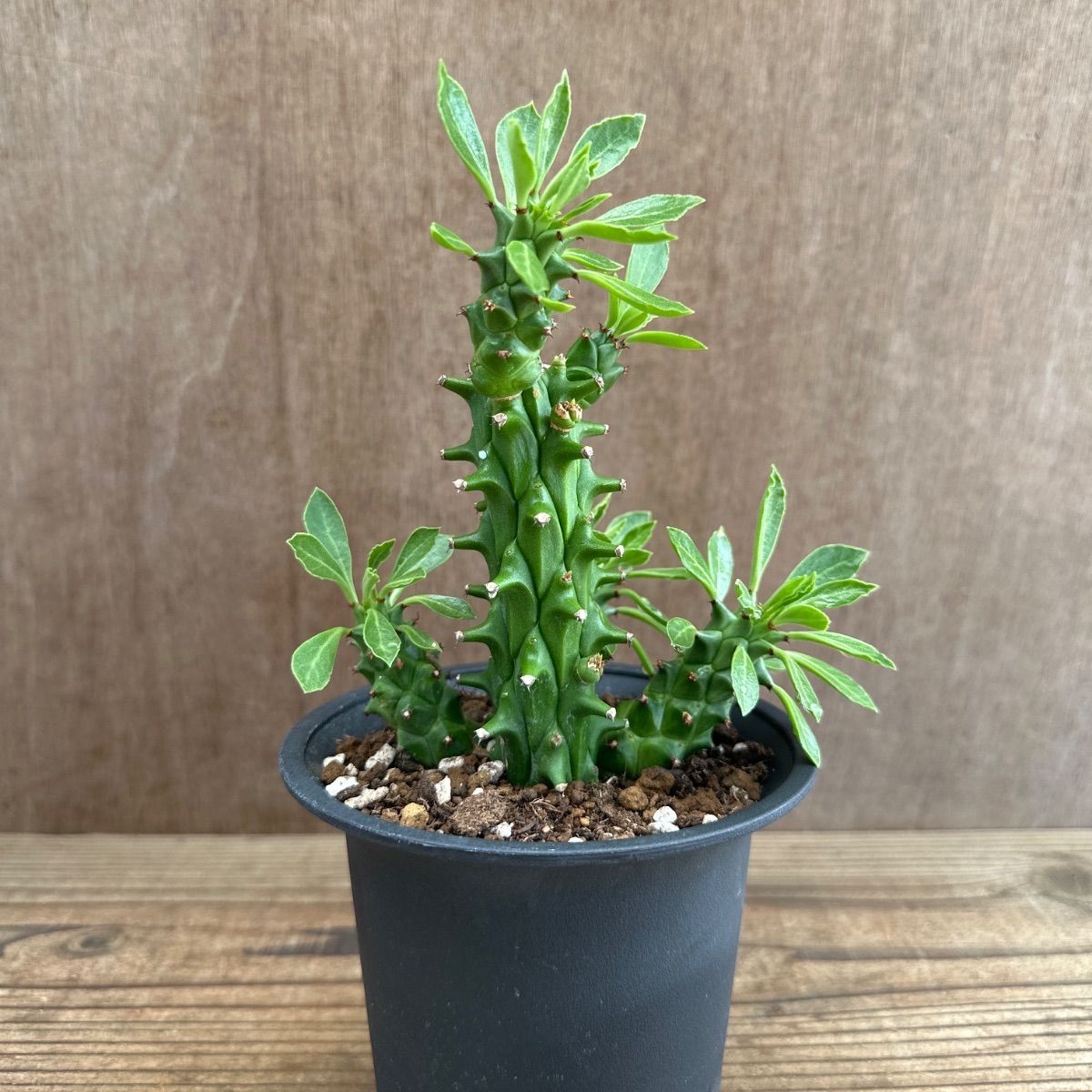 希少 モナデニウム モンタナム 塊根 コーデックス 珍種 CATEGORY フラワー・ガーデニング 希少 モナデニウム モンタナム