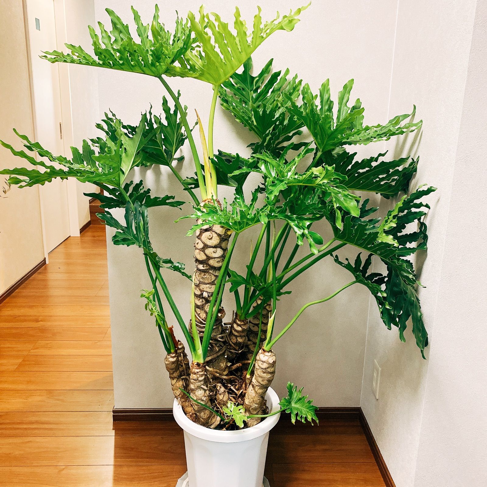 セローム 大型 観葉植物 - 植物/観葉植物