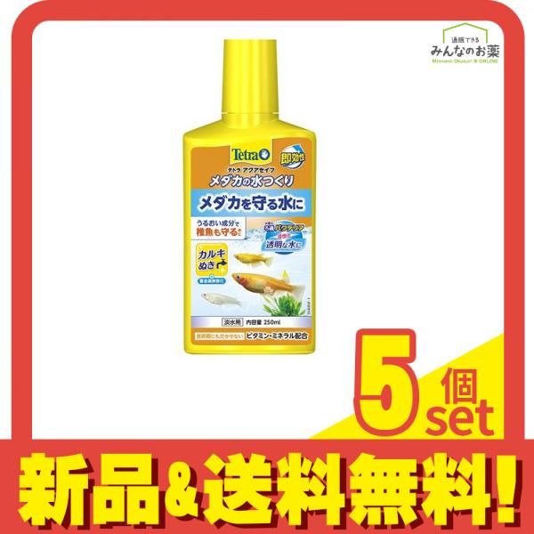 高品質 オポッサムの頭骨 ☆ Lサイズ