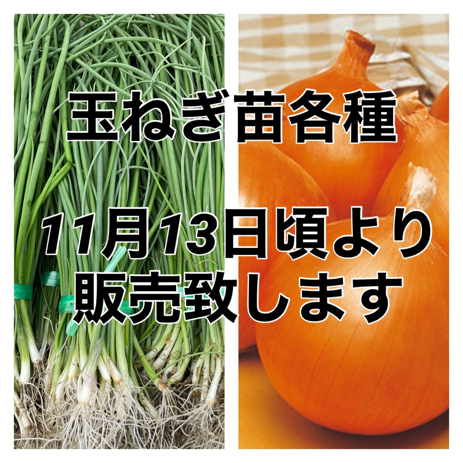 玉ねぎ苗の再販売は11月13日頃から予定しております‼️ - 食品