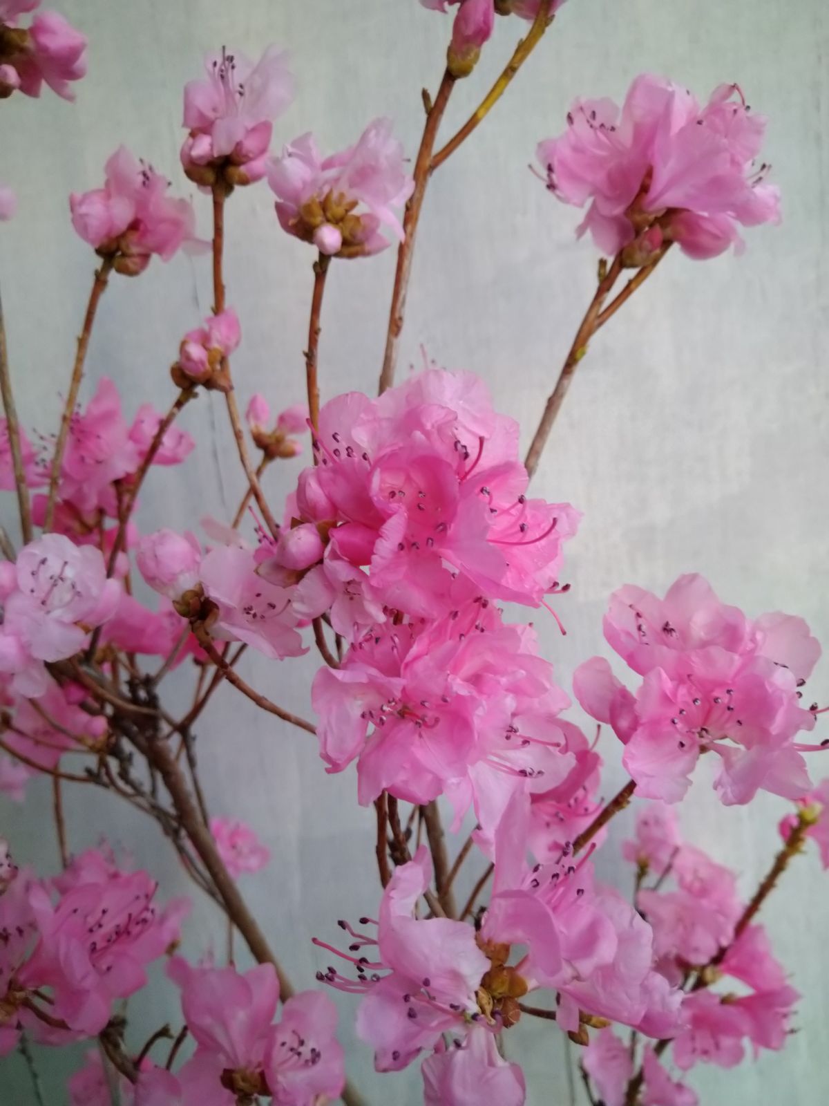 厳選桜ゲンカイツツジ株立ち