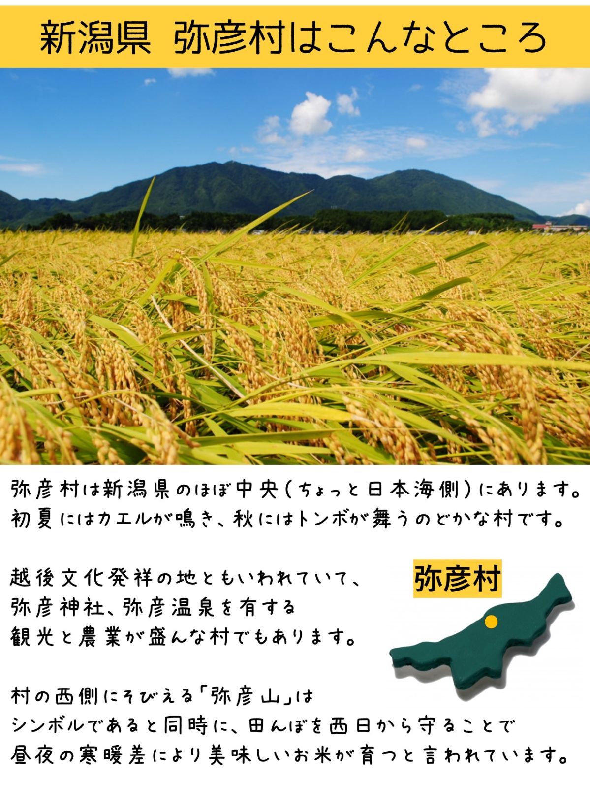 【新米・送料込み】新潟県弥彦村石井農園　令和6年（2024年）産コシヒカリ【玄米 30kg】