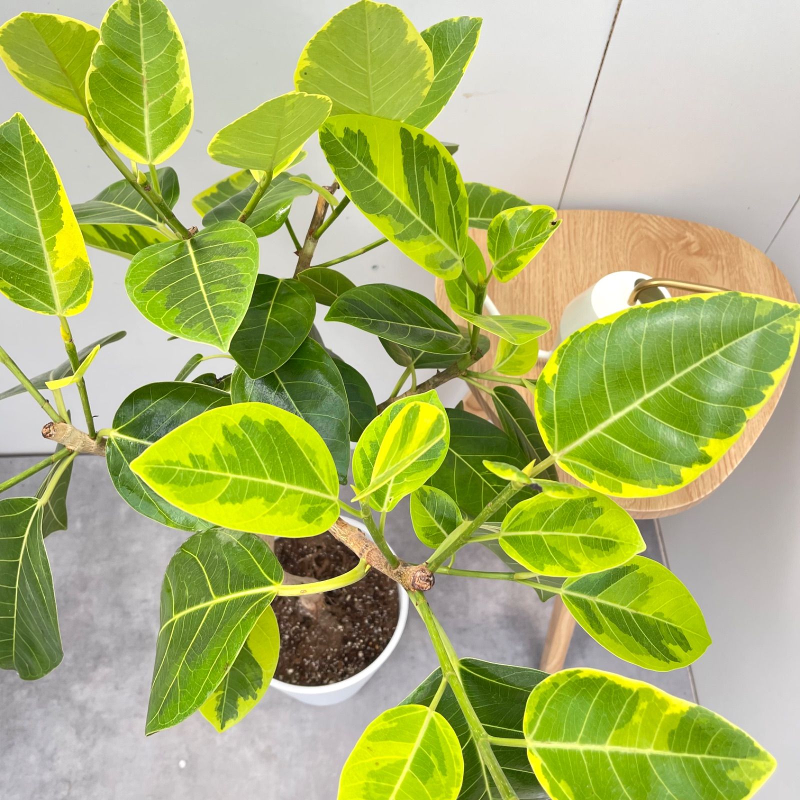 売約済※フィカス アルテシマ 曲がり 2【現品】観葉植物 室内 大型